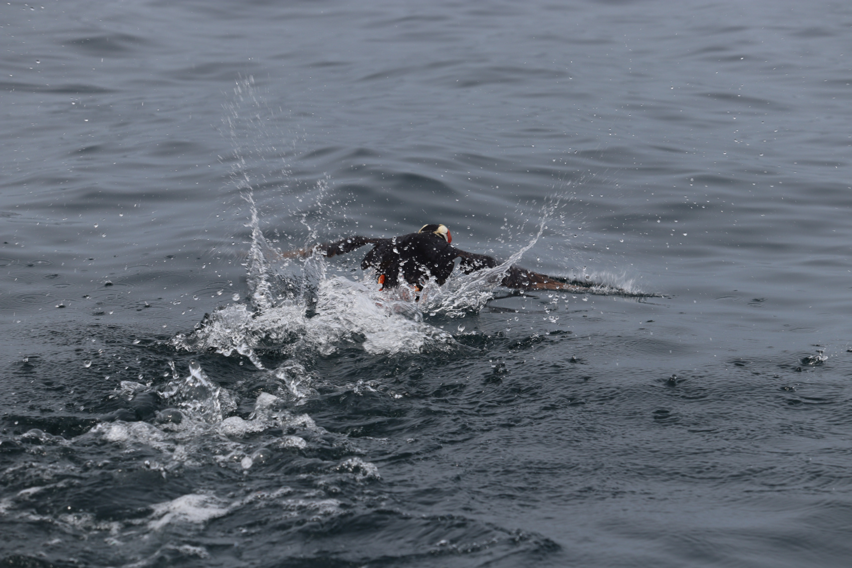 Камчатка. Лошади, вулканы и океан! (15/37)