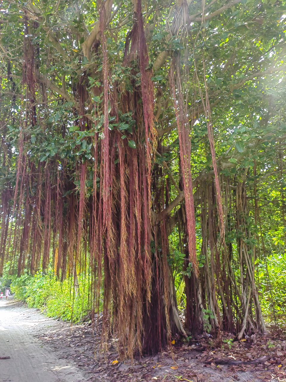 Активные Мальдивы - 7 островов (14/109)