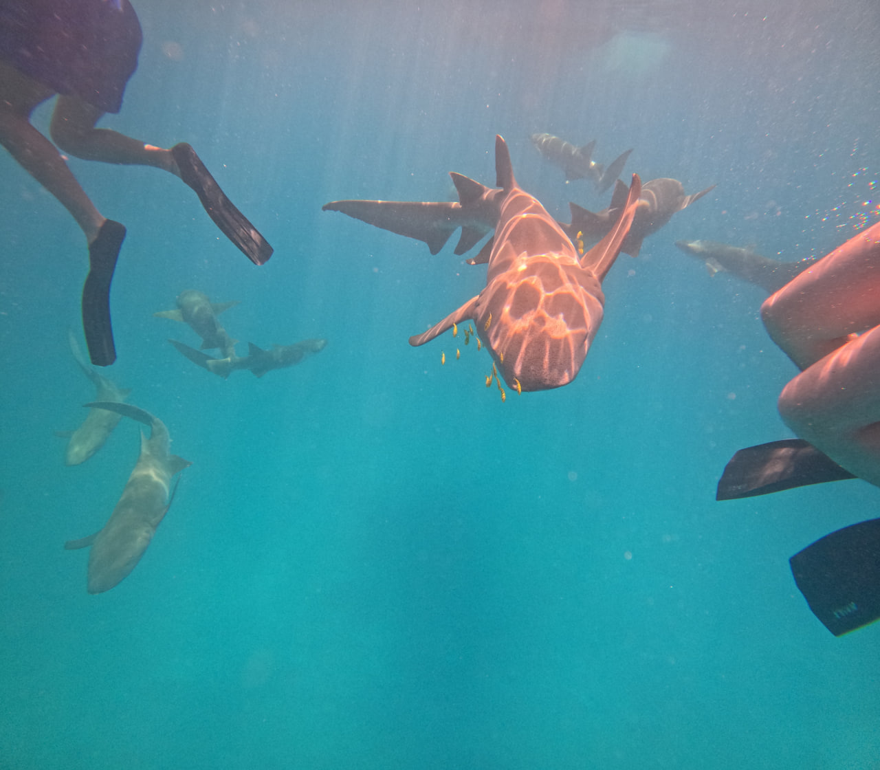 Активные Мальдивы - 7 островов (7/109)