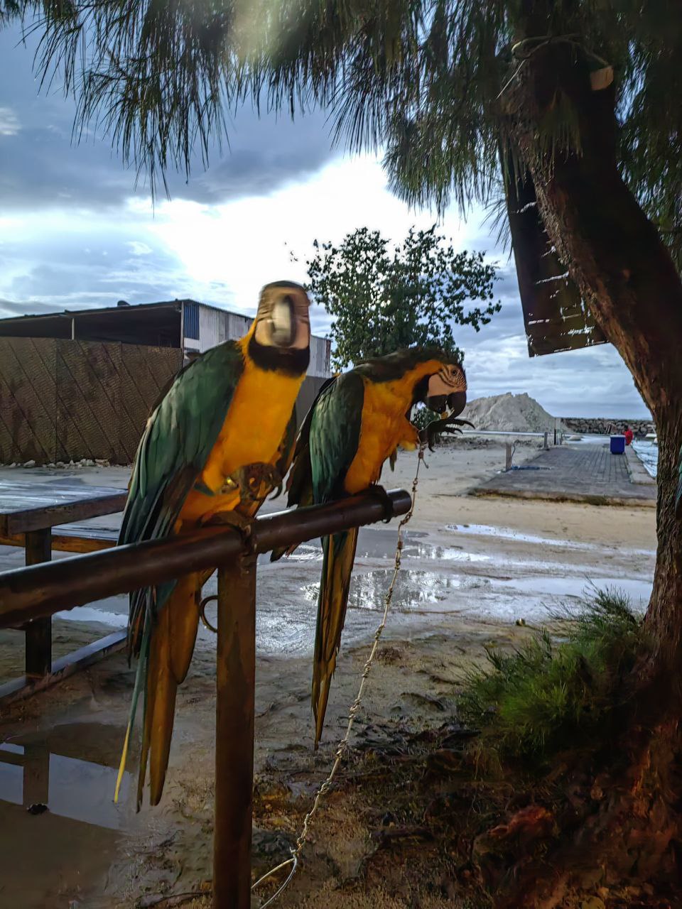 Активные Мальдивы - 7 островов (48/109)