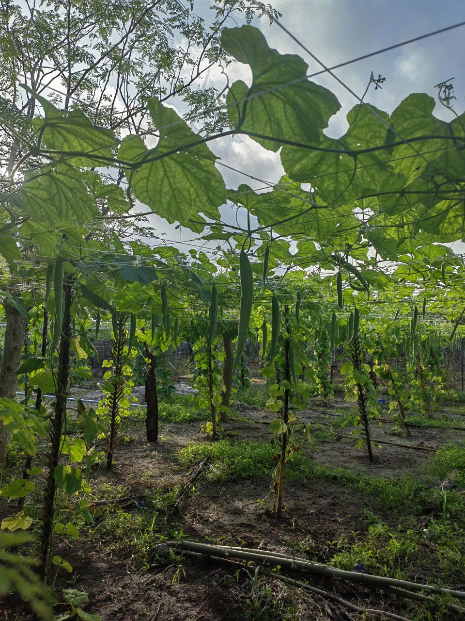 Активные Мальдивы - 7 островов (69/109)