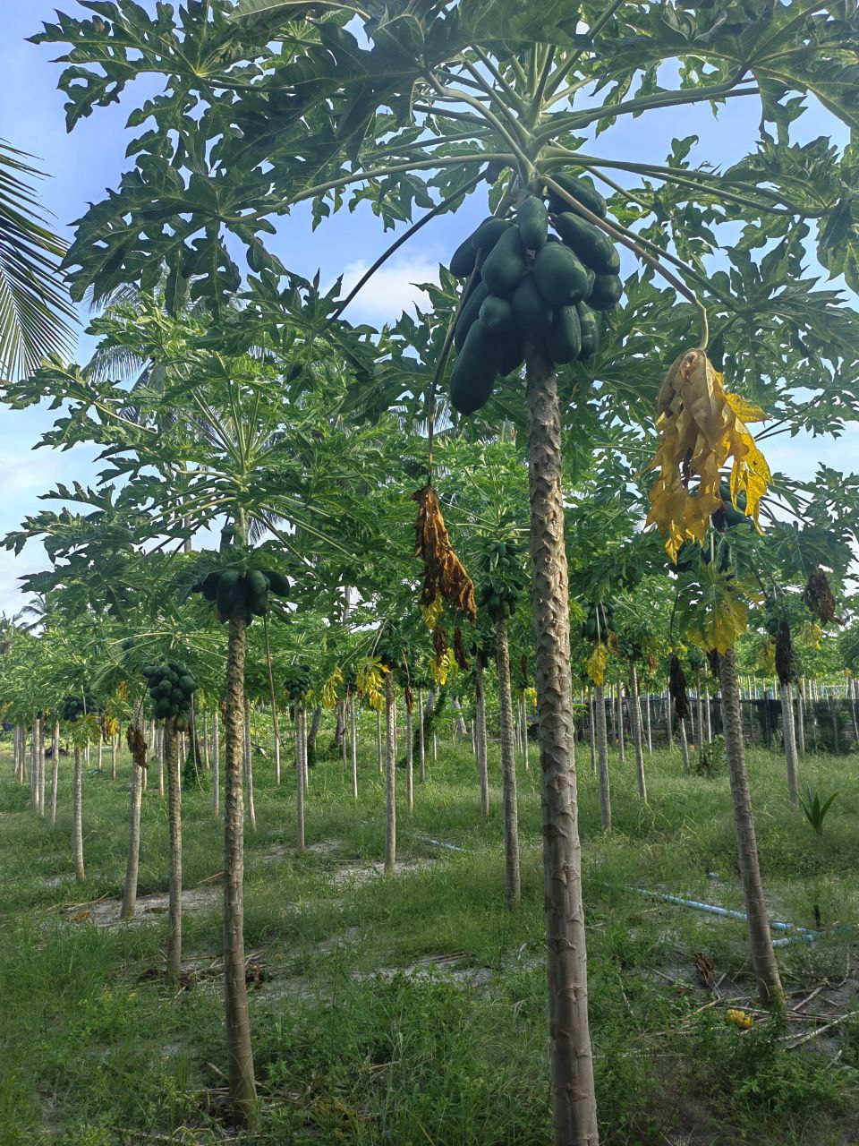 Активные Мальдивы - 7 островов (63/109)