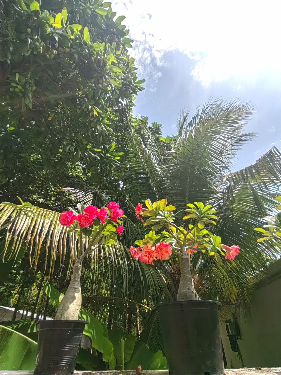 Активные Мальдивы - 7 островов (11/109)