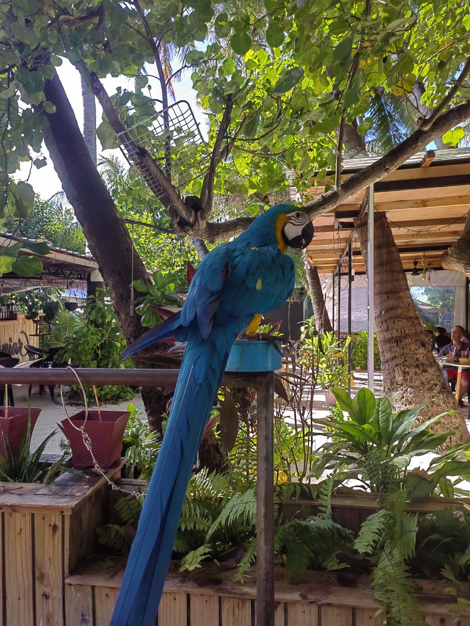 Активные Мальдивы - 7 островов (17/109)