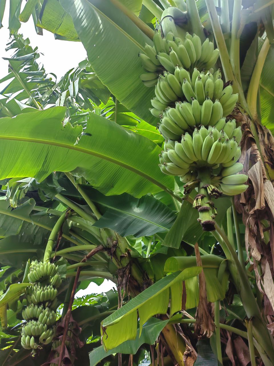 Активные Мальдивы - 7 островов (10/109)