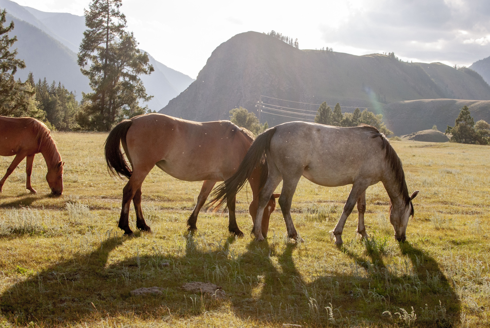  Усть-Кокса и Мультинские озера: горы и степи, старообрядцы и Рерих  (5/25)