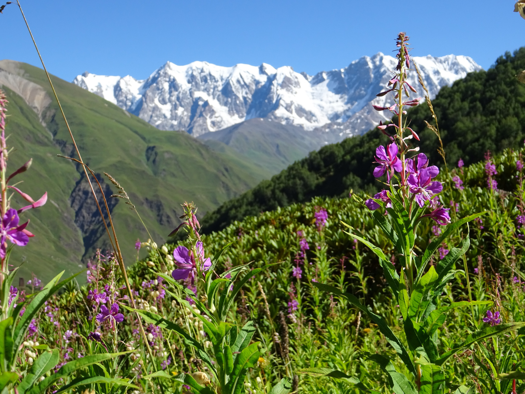 Вся Сванетия (Грузия) за 8 дней - топ треки с комфортом (20/43)