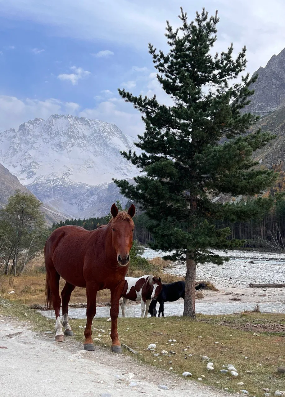 Эль Тур (Эльбрус) (8/73)