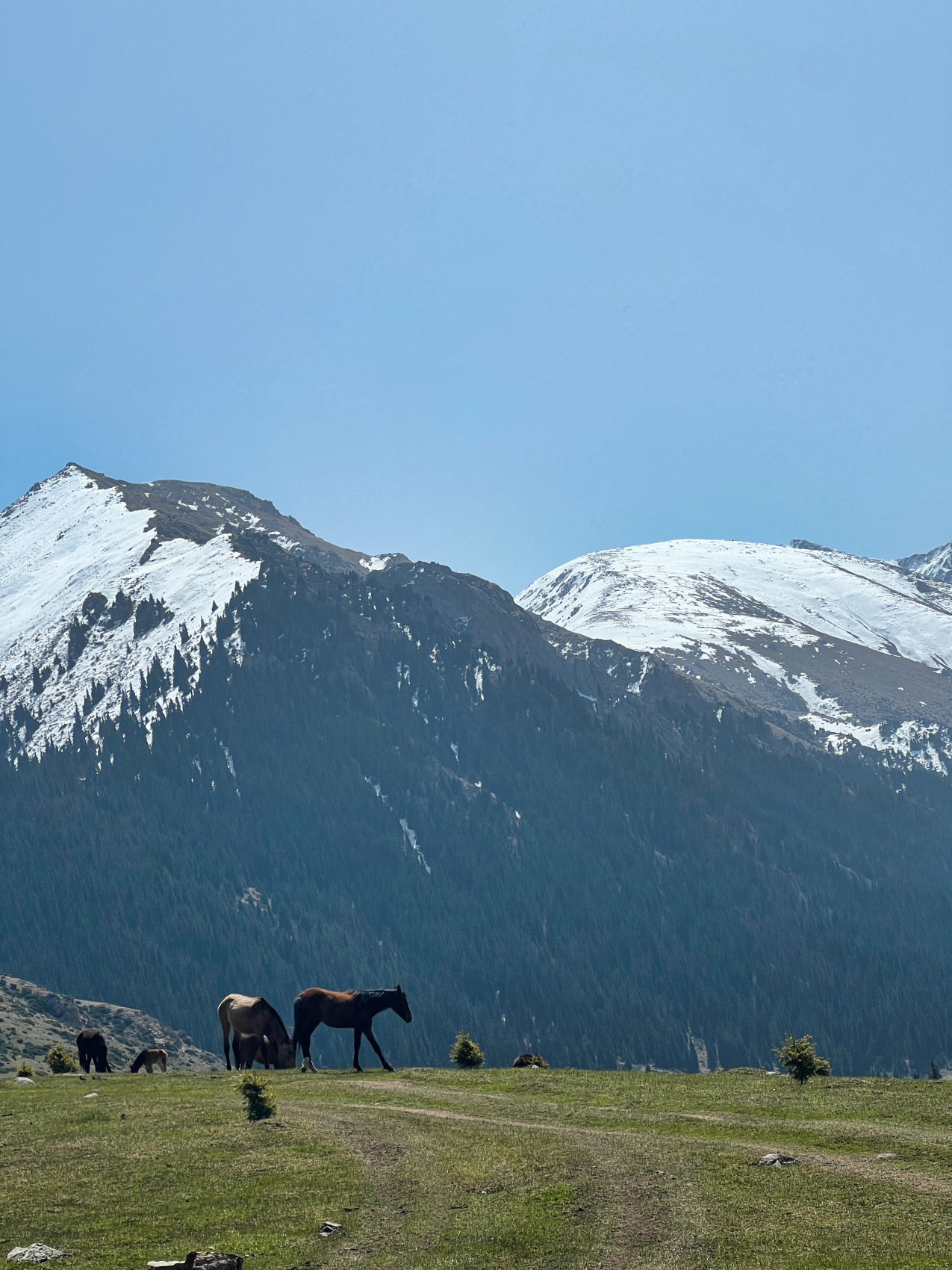 Киргизия на «All Inclusive»: небесные горы и озеро Иссык-Куль  (52/117)