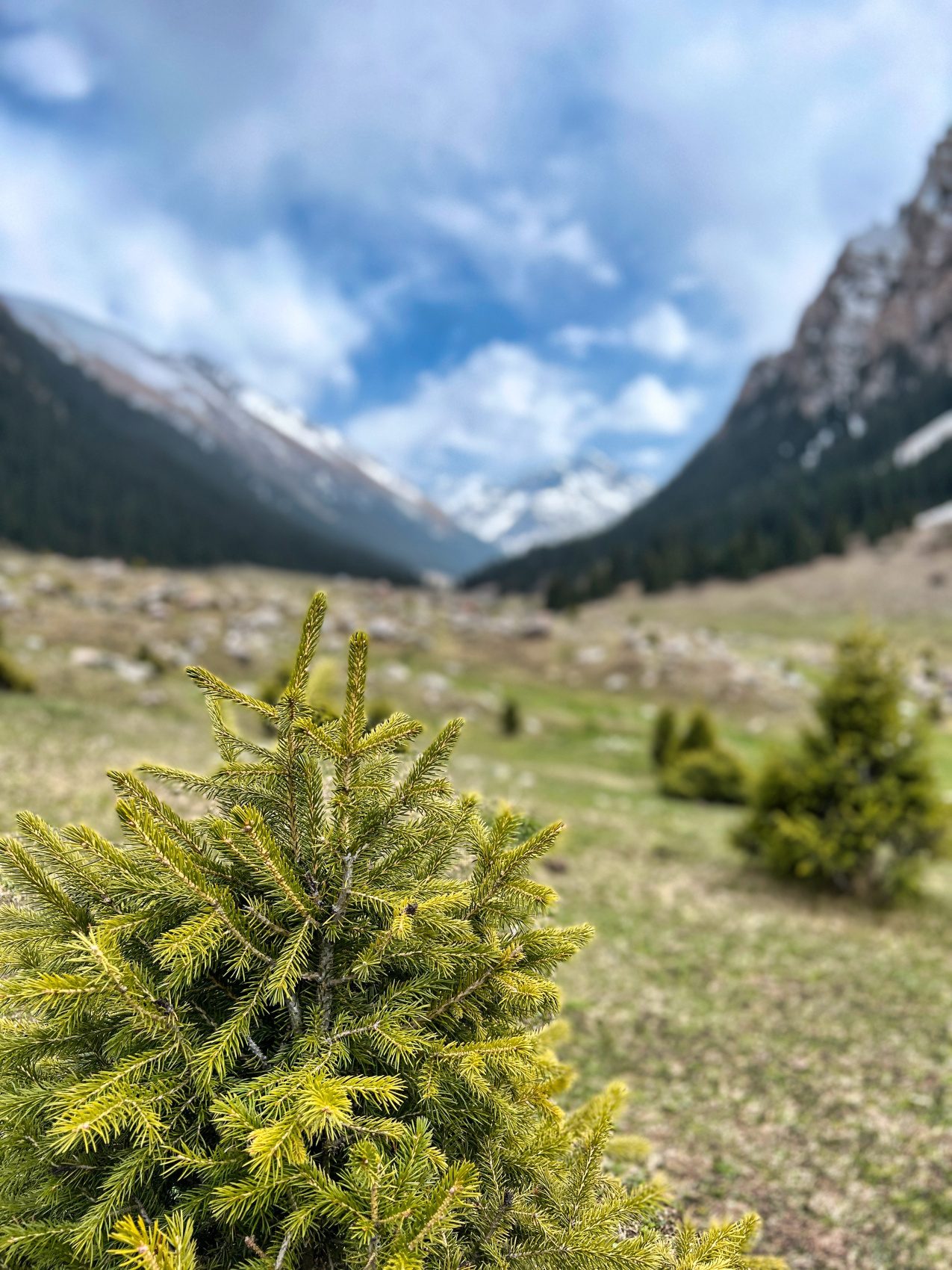 Киргизия на «All Inclusive»: небесные горы и озеро Иссык-Куль  (56/117)