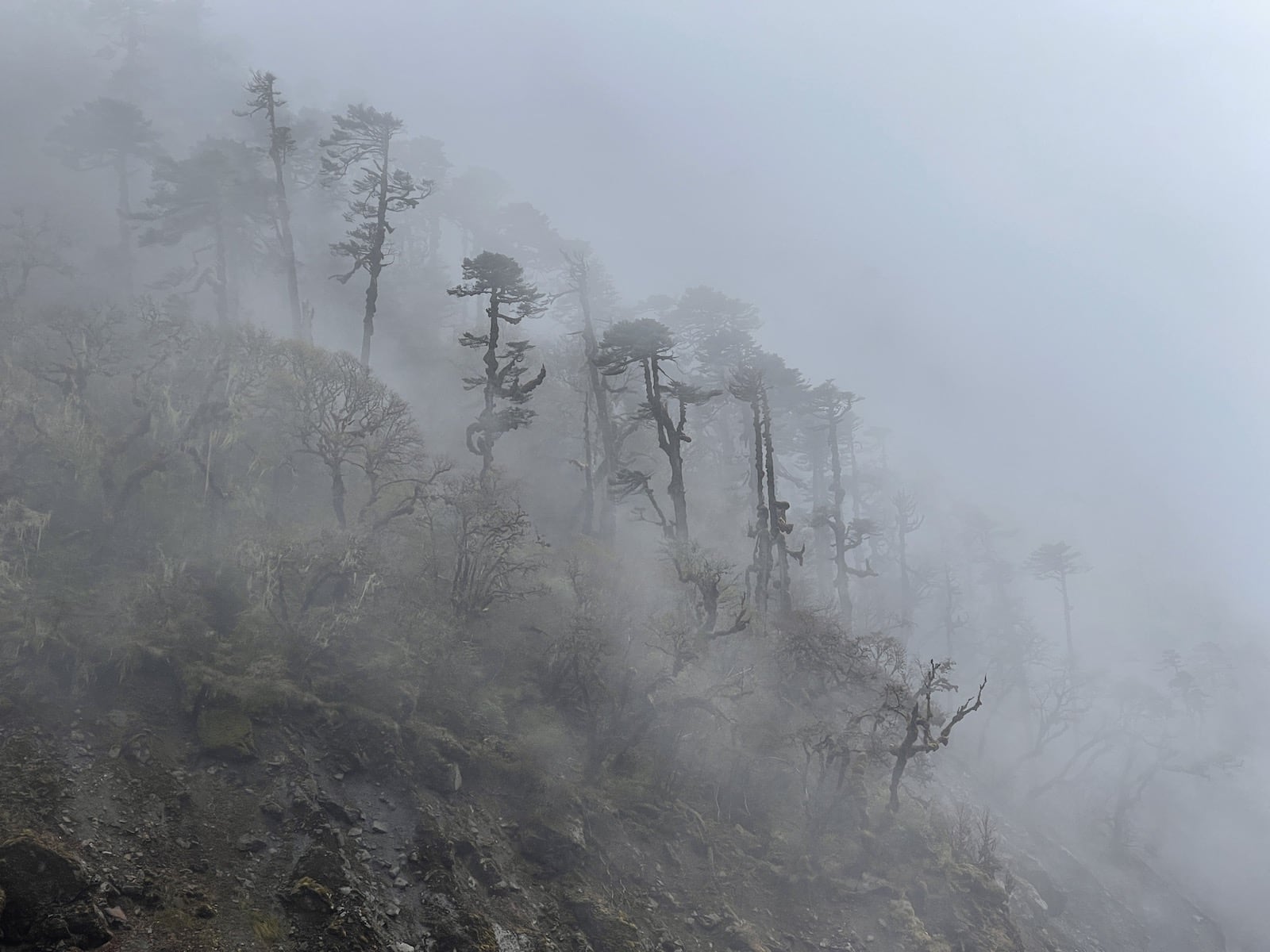 Восхождение на Мера пик (30/43)