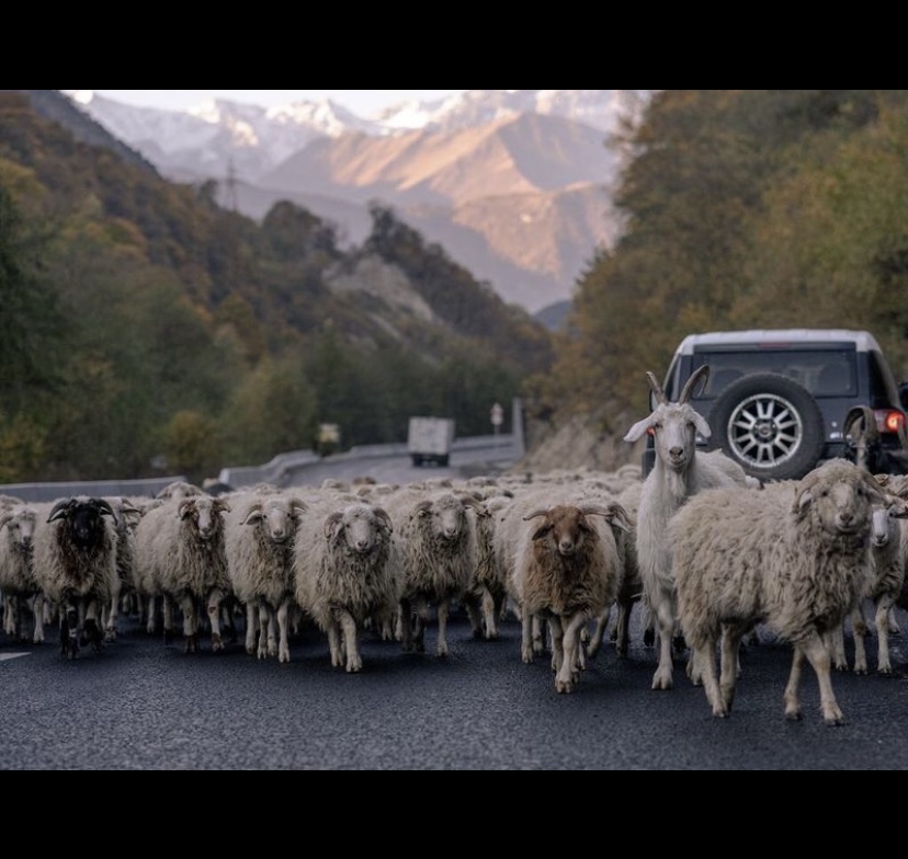 Тур в сердце Осетии. 5 дней. (32/61)