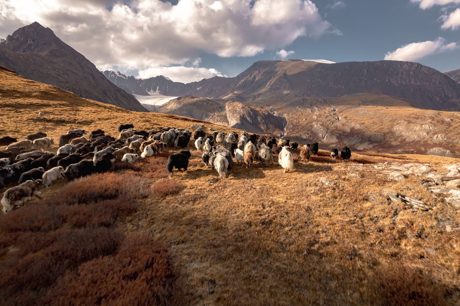 Прогулки по долинам Южно-Чуйского хребта (10/55)