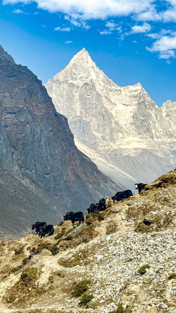 Трек Гокио Ри. Путь к Эвересту + вертолет. Проживание на маршруте в Шале 5 (31/107)