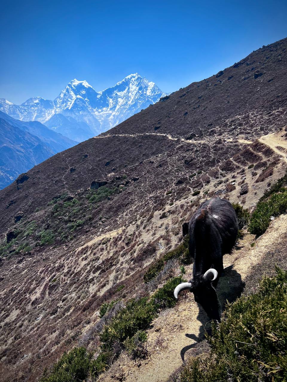 Трек Гокио Ри. Путь к Эвересту + вертолет. Проживание на маршруте в Шале 5 (55/107)