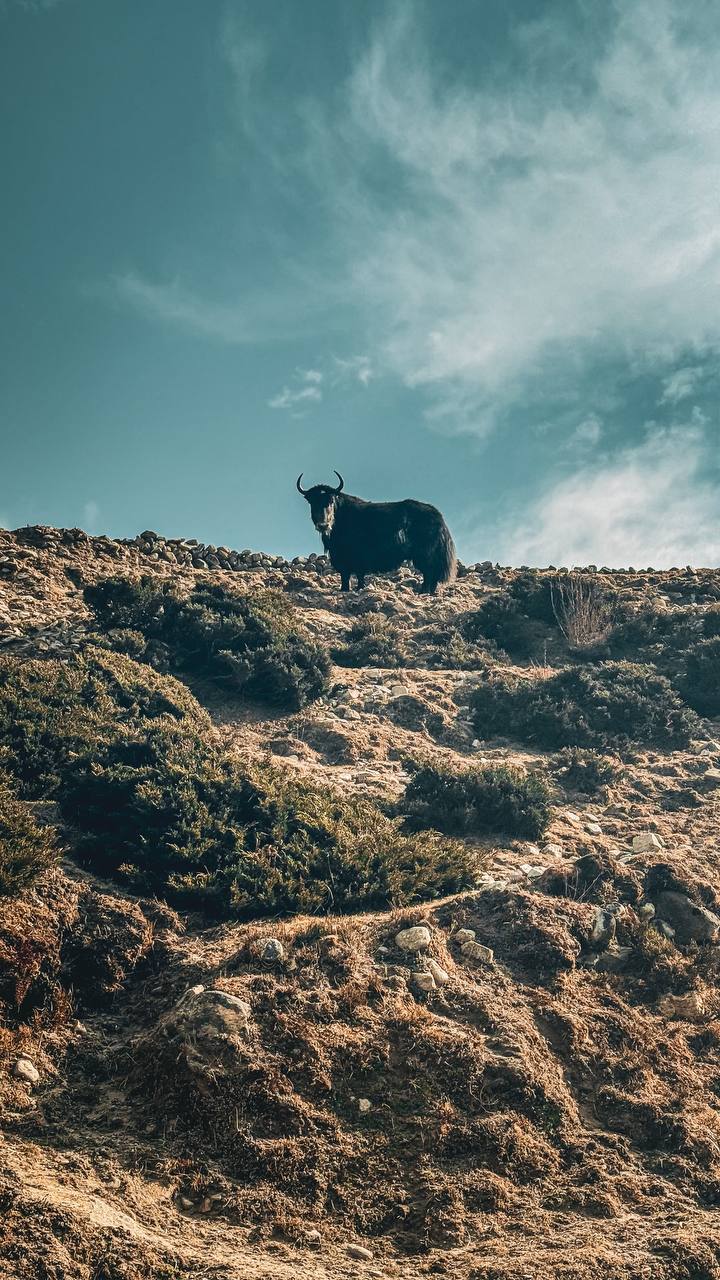 Трек Гокио Ри. Путь к Эвересту + вертолет. Проживание на маршруте в Шале 5 (29/107)