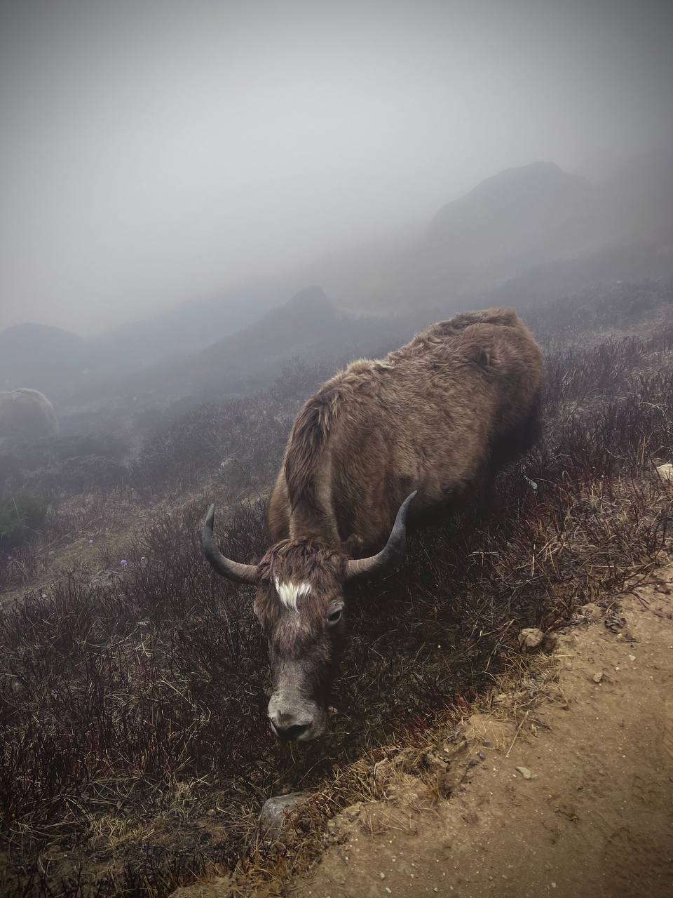 Трек Гокио Ри. Путь к Эвересту + вертолет. Проживание на маршруте в Шале 5 (33/107)