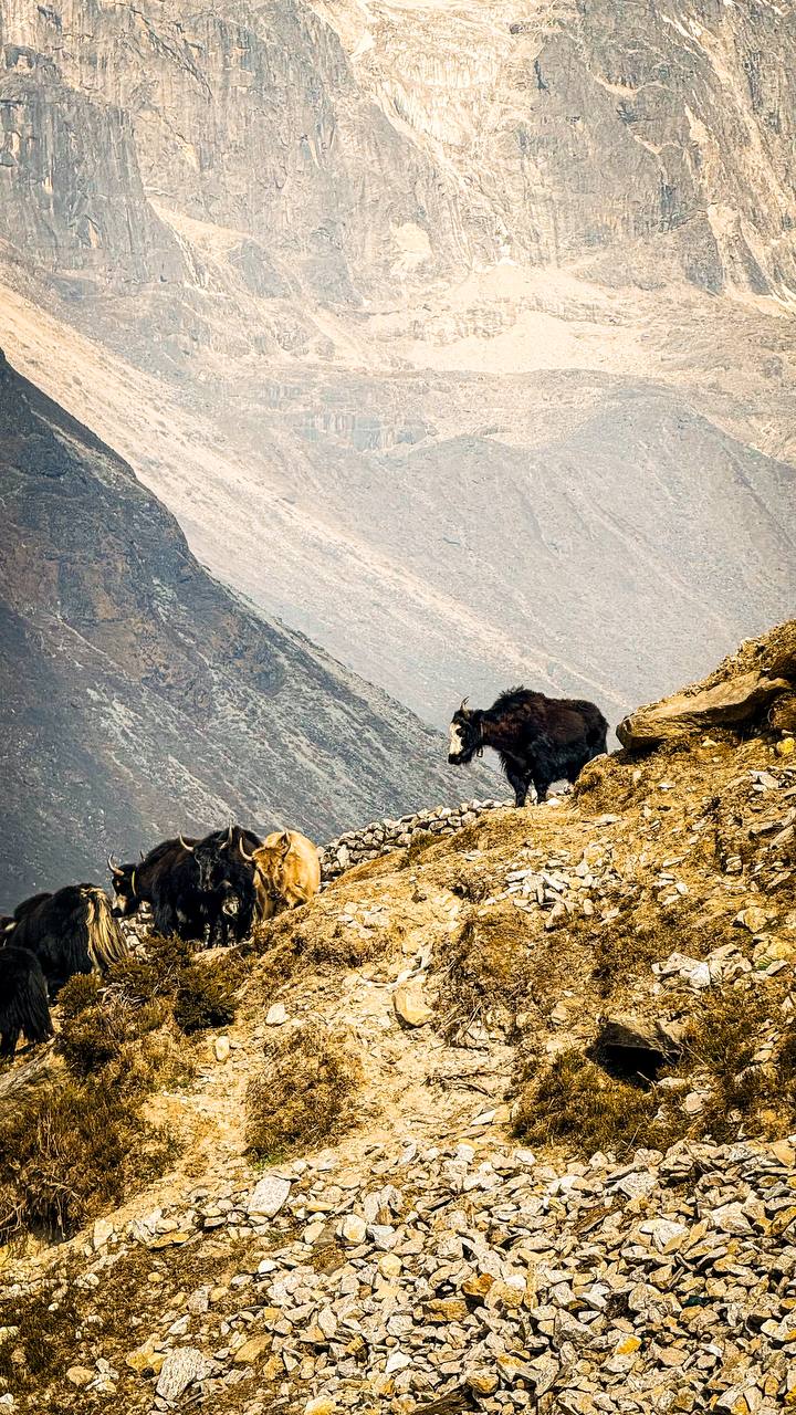 Трек Гокио Ри. Путь к Эвересту + вертолет. Проживание на маршруте в Шале 5 (28/107)