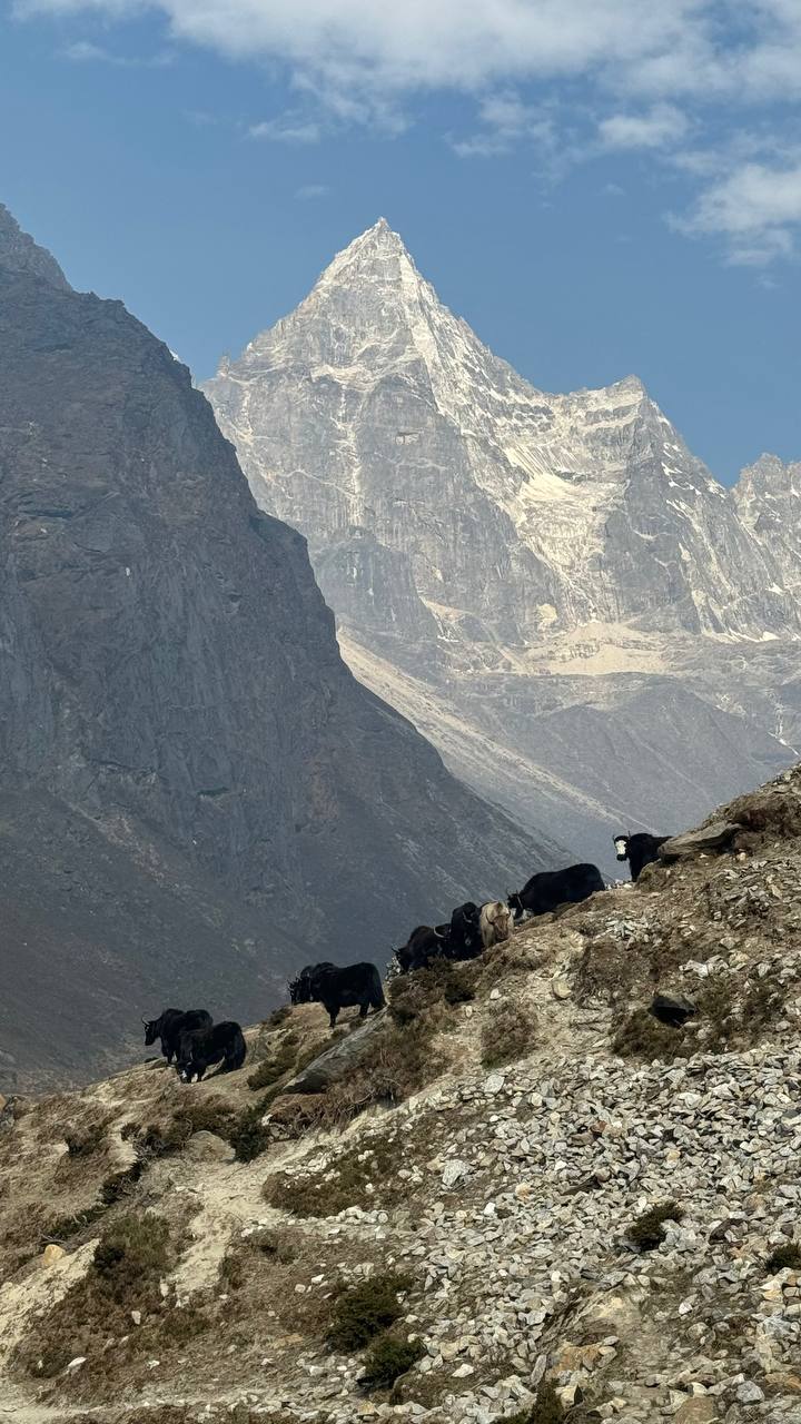 Трек Гокио Ри. Путь к Эвересту + вертолет. Проживание на маршруте в Шале 5 (26/107)