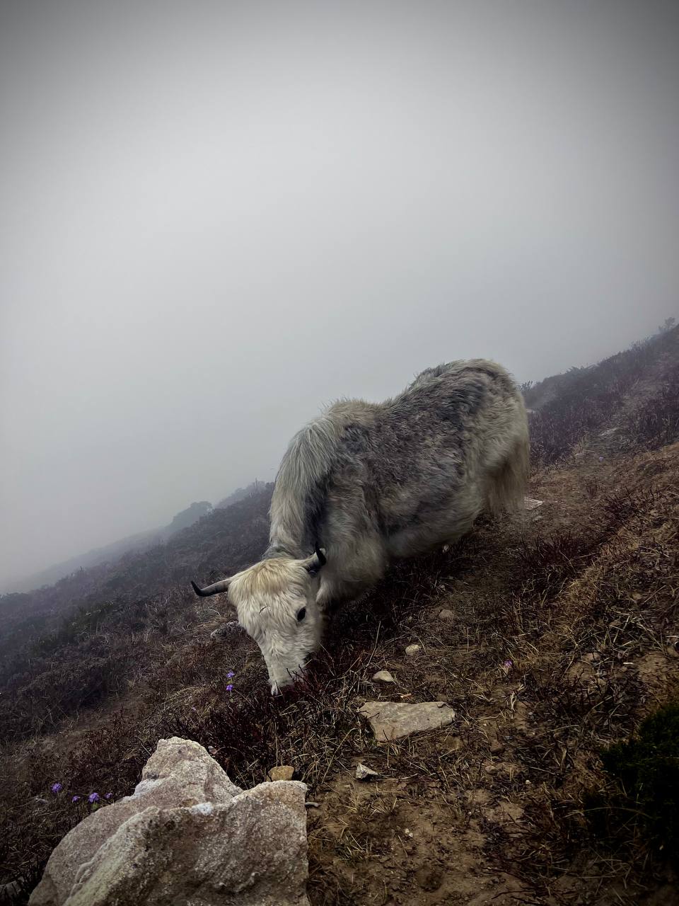 Трек Гокио Ри. Путь к Эвересту + вертолет. Проживание на маршруте в Шале 5 (34/107)
