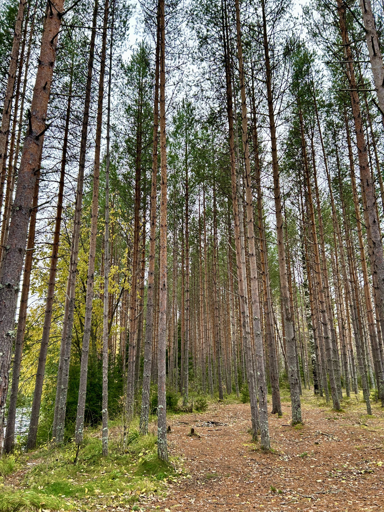 Карелия  2 дня в сказке. Глэмпинг (16/39)