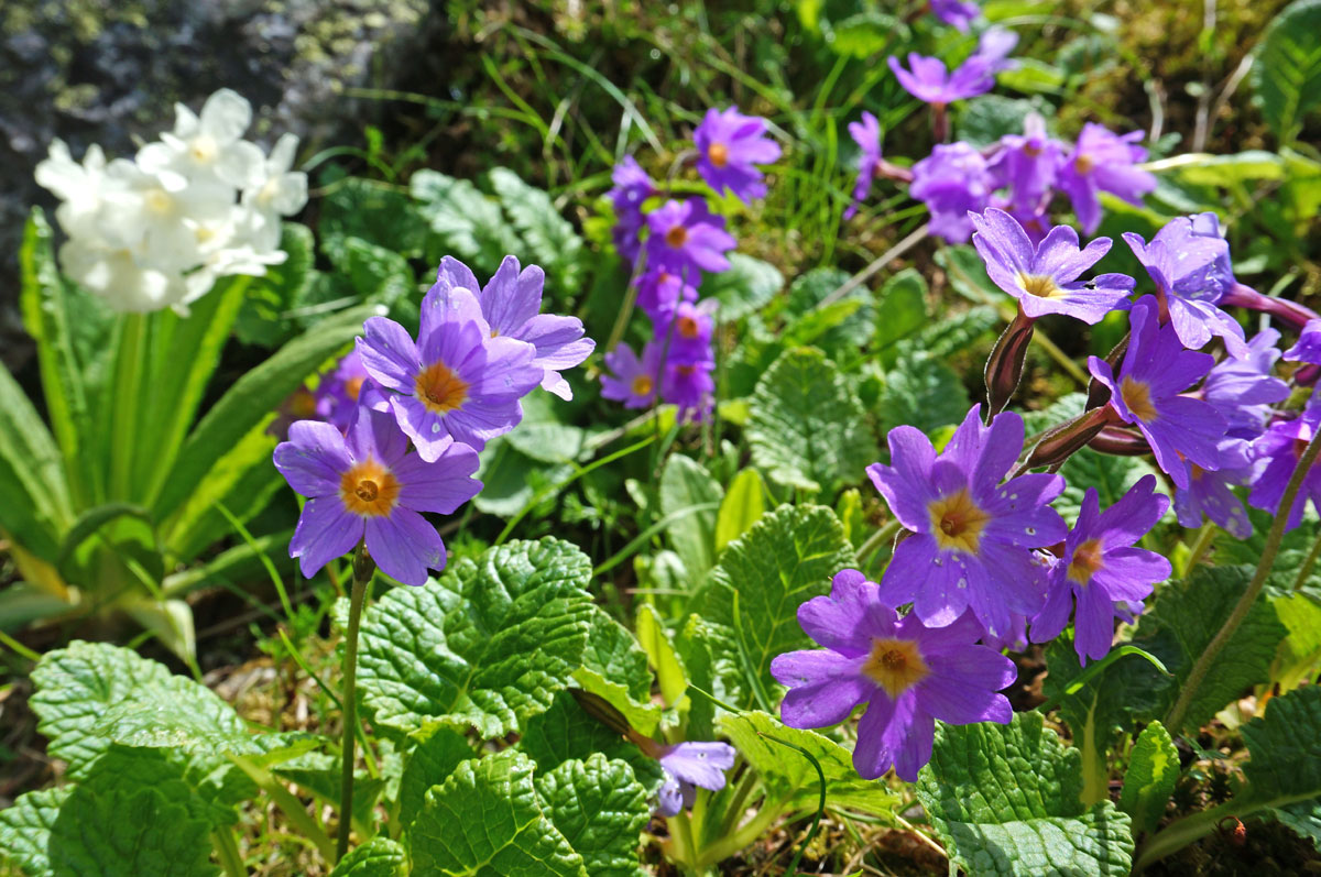 Треккинг в Безенги. Комфорт-тур с гостиницей. (54/54)