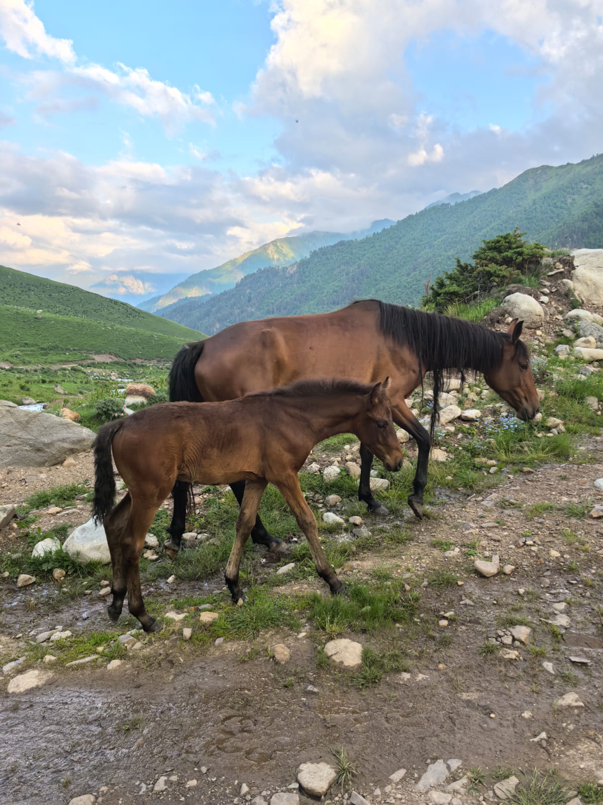 Домбай во всей красе! Тур, который влюбляет в горы! (16/80)