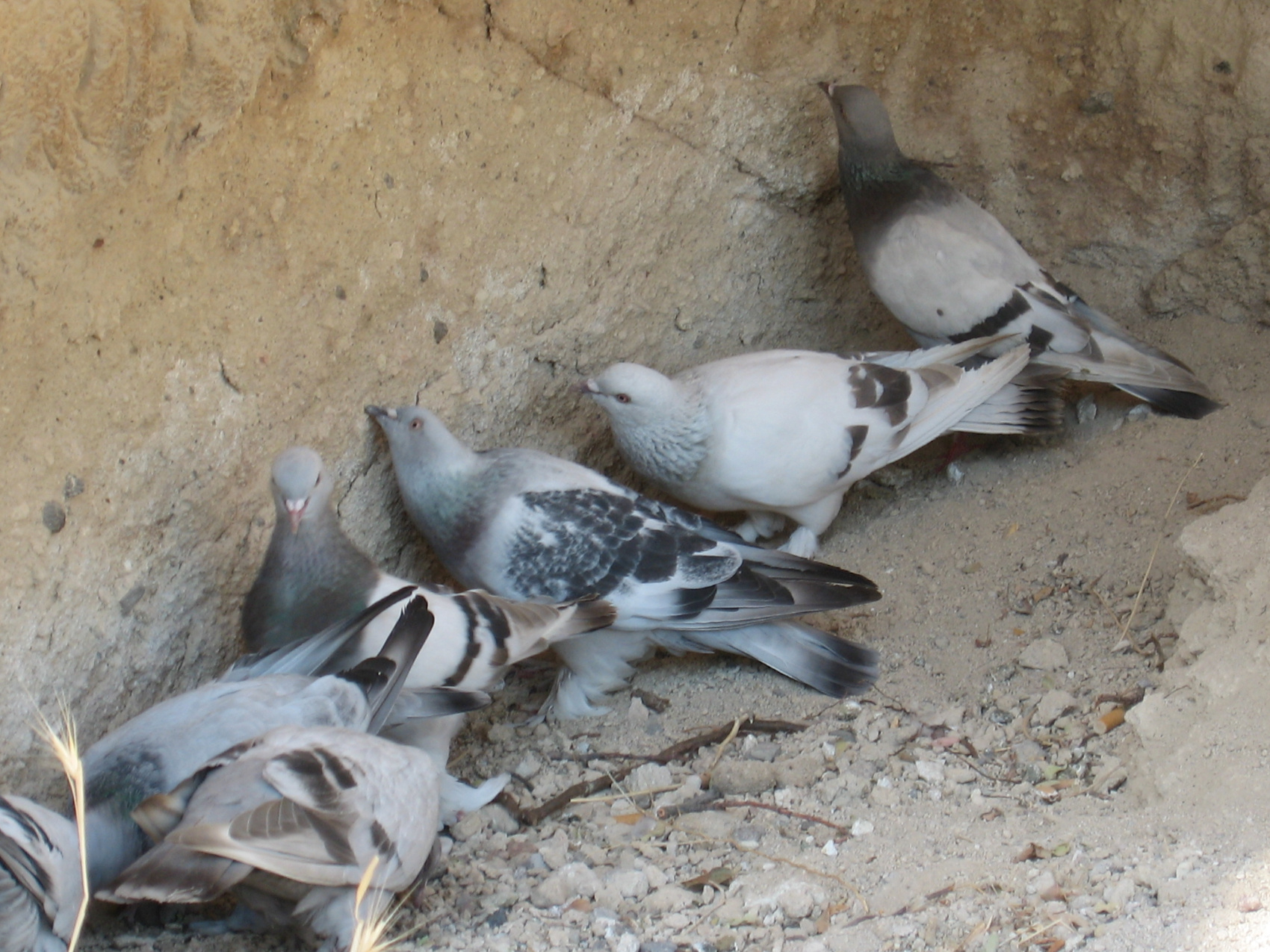 От Месопотамии до Каппадокии  7 ночей / 8 дней (45/171)