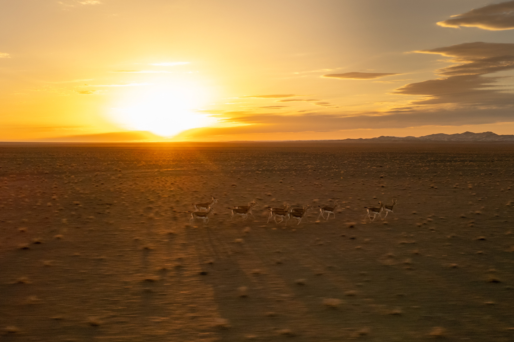 Большая Монголия. Сфинксы, каньоны и пески (13/79)
