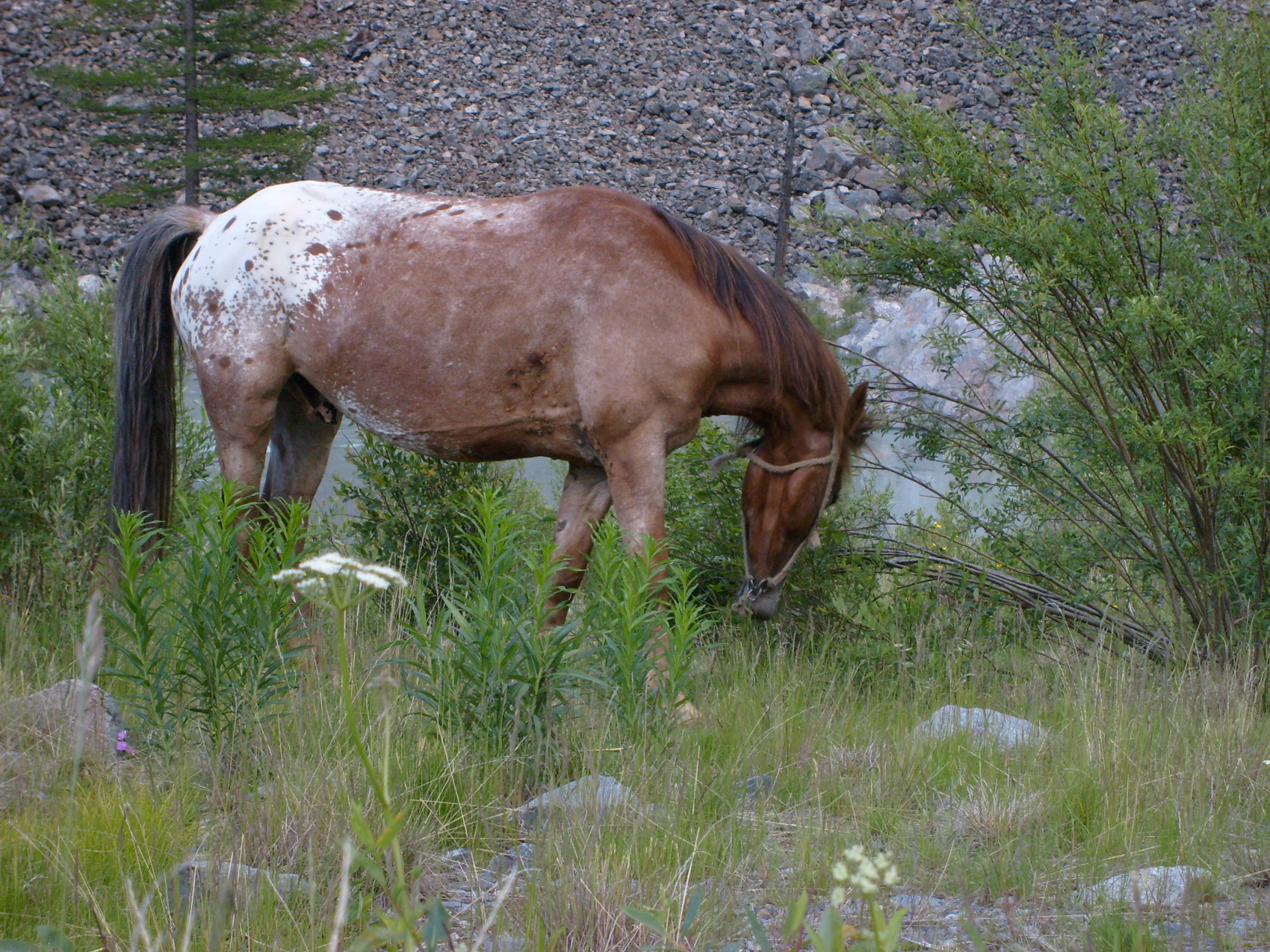 Конный тур Озеро Тальменное - Мульта (6/44)