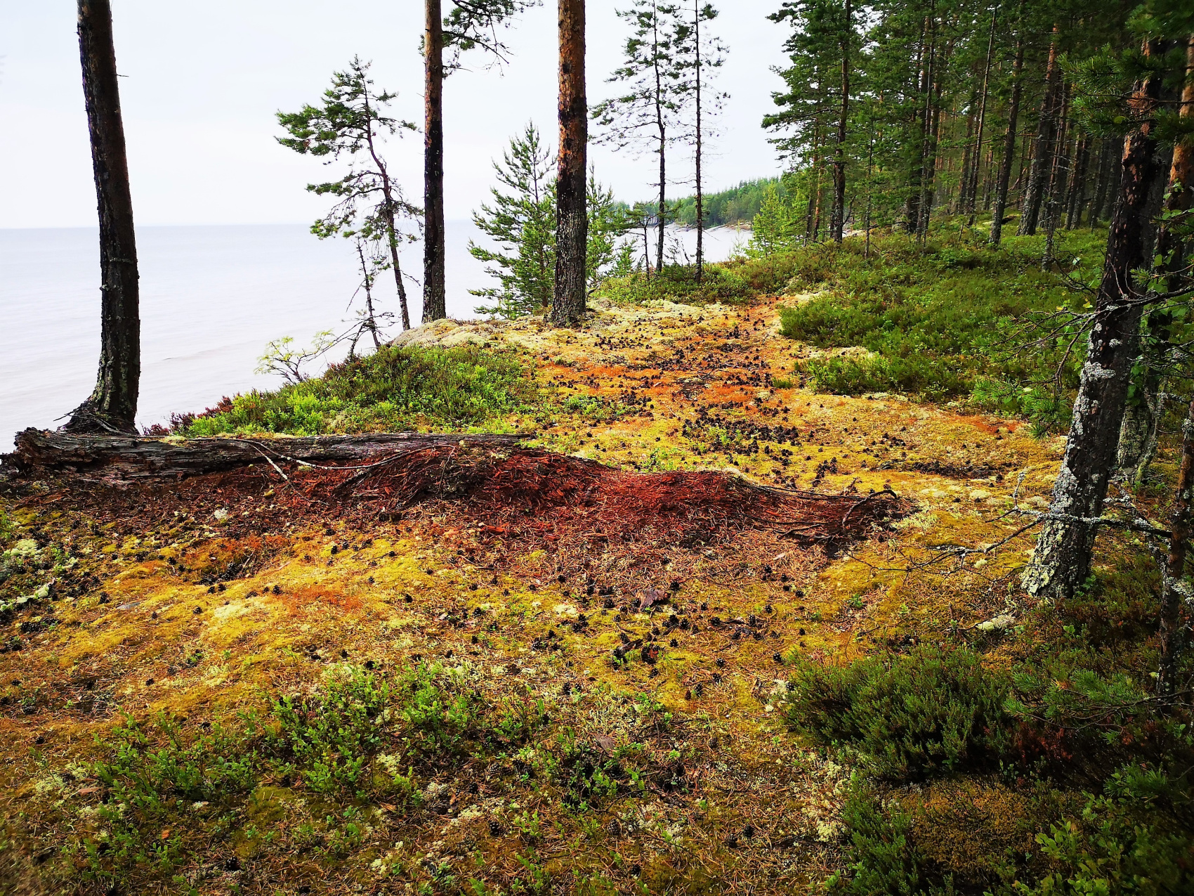 Воттоваара, Андома и Бесов нос - уникальное сочетание! (7/49)