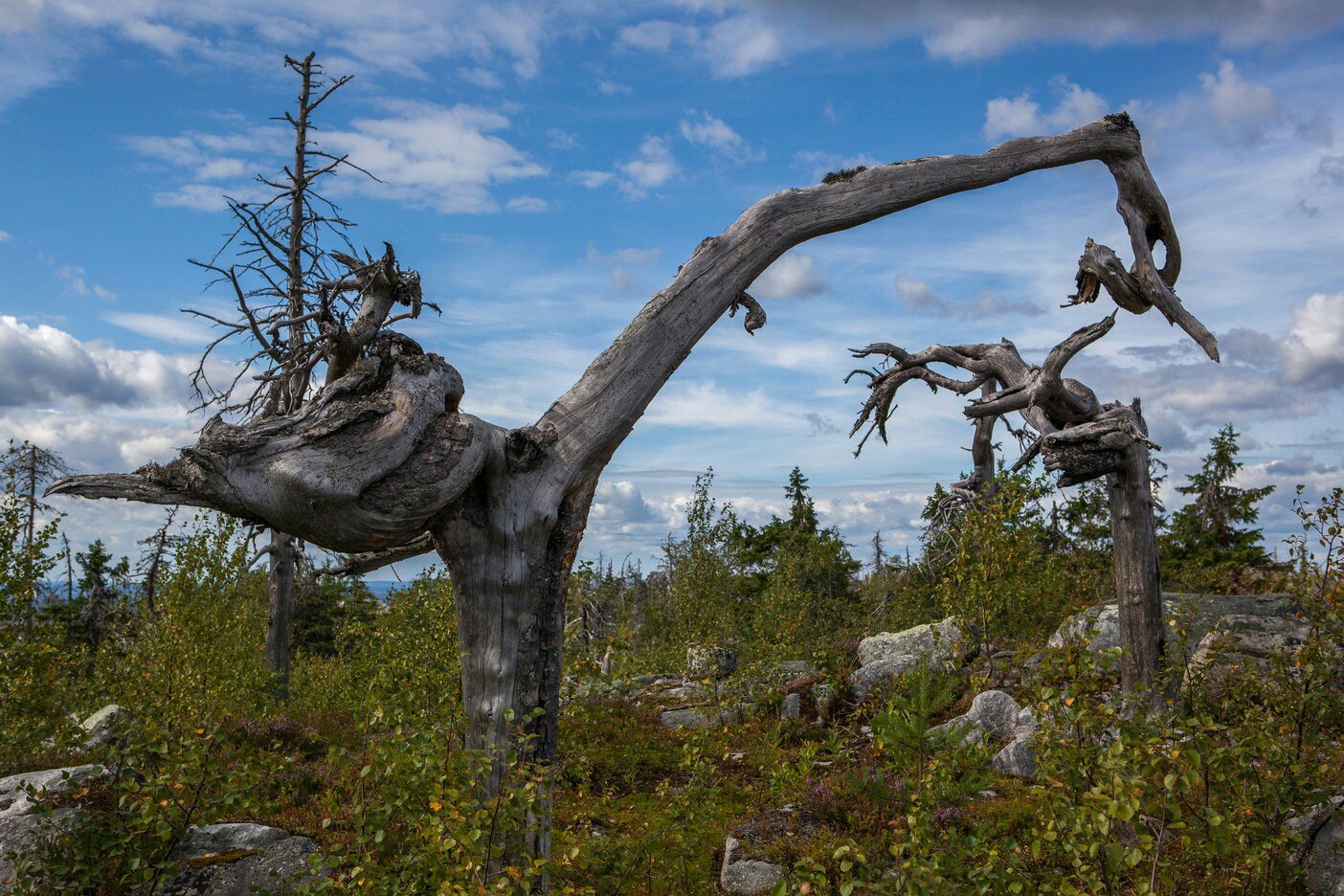 Воттоваара, Андома и Бесов нос - уникальное сочетание! (15/49)