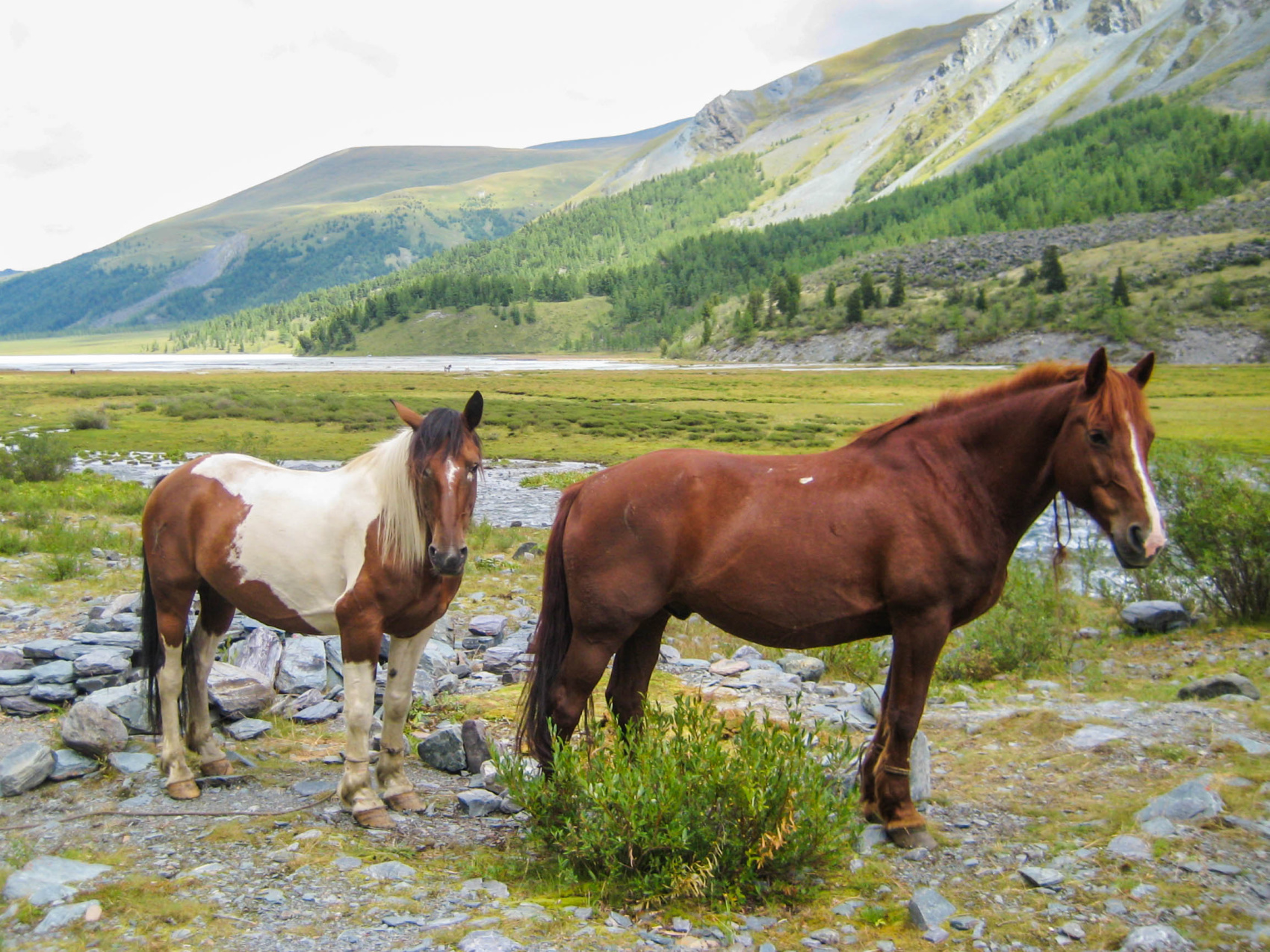 К подножью Белухи (3/31)