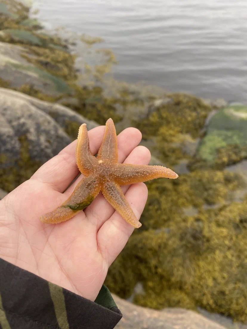 Отдых на необитаемом острове. Белое море. (17/42)