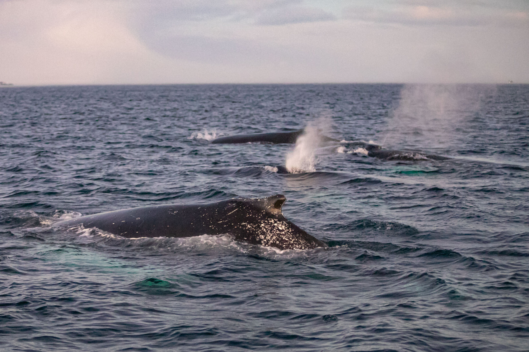 Териберка, Киты, Крабы, Баня. Всё Включено (4/38)