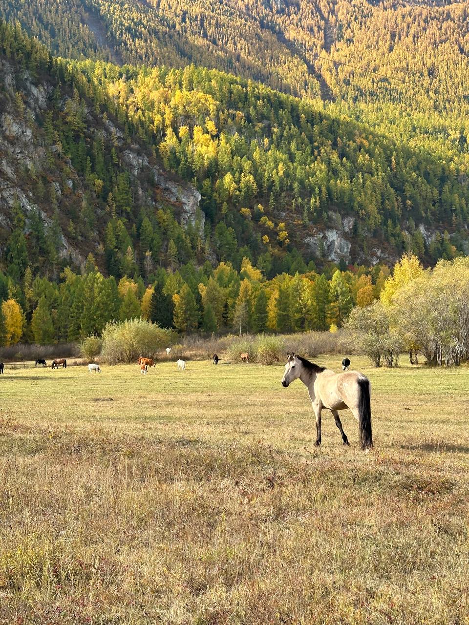 Все включено, Алтай на максимум за 5 дней (баня, конная прогулка, внедорожник) (57/162)
