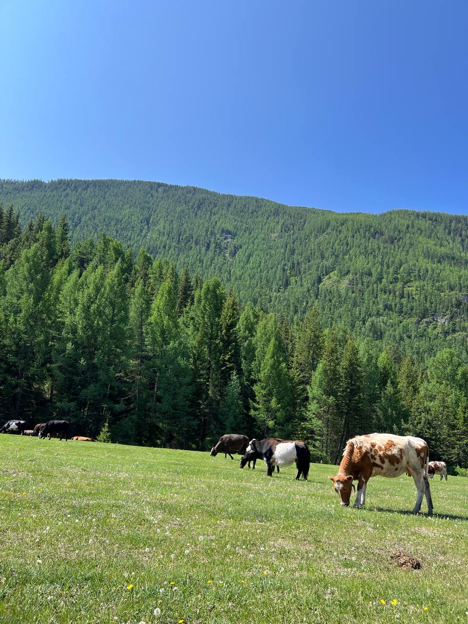 Все включено, Алтай на максимум за 5 дней (баня, конная прогулка, внедорожник) (22/162)