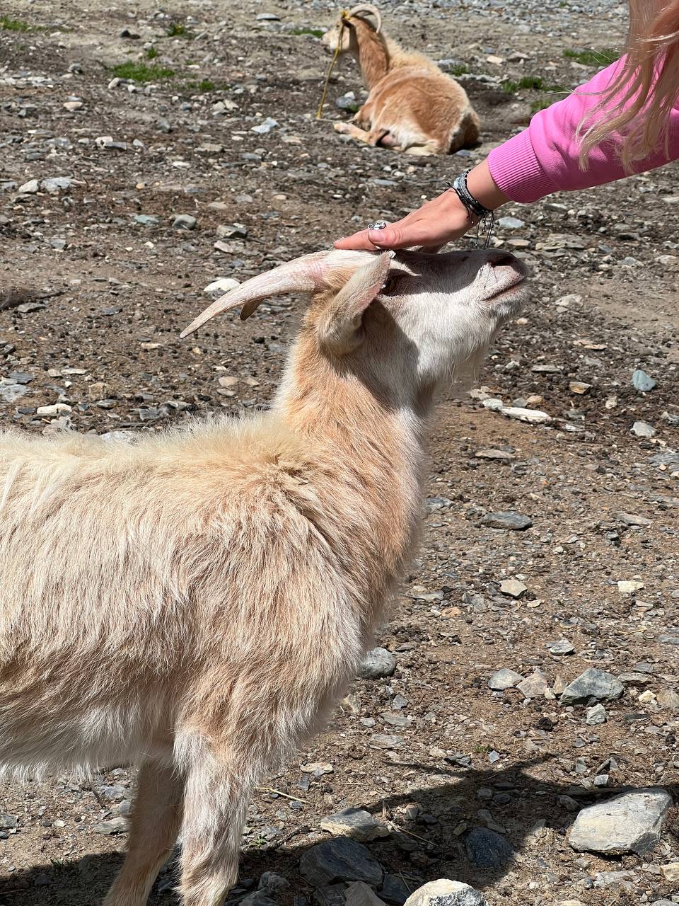 Все включено, Алтай на максимум за 5 дней (баня, конная прогулка, внедорожник) (27/162)