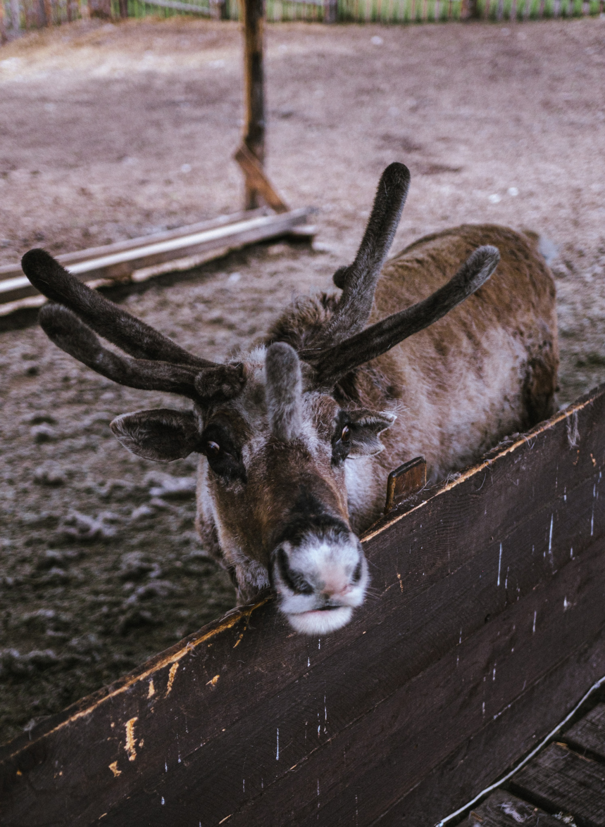 Алтай. Хапнуть Горы!  (27/83)