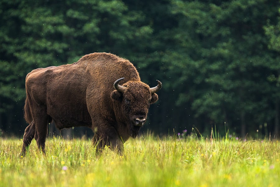 Алтай. Хапнуть Горы!  (25/83)