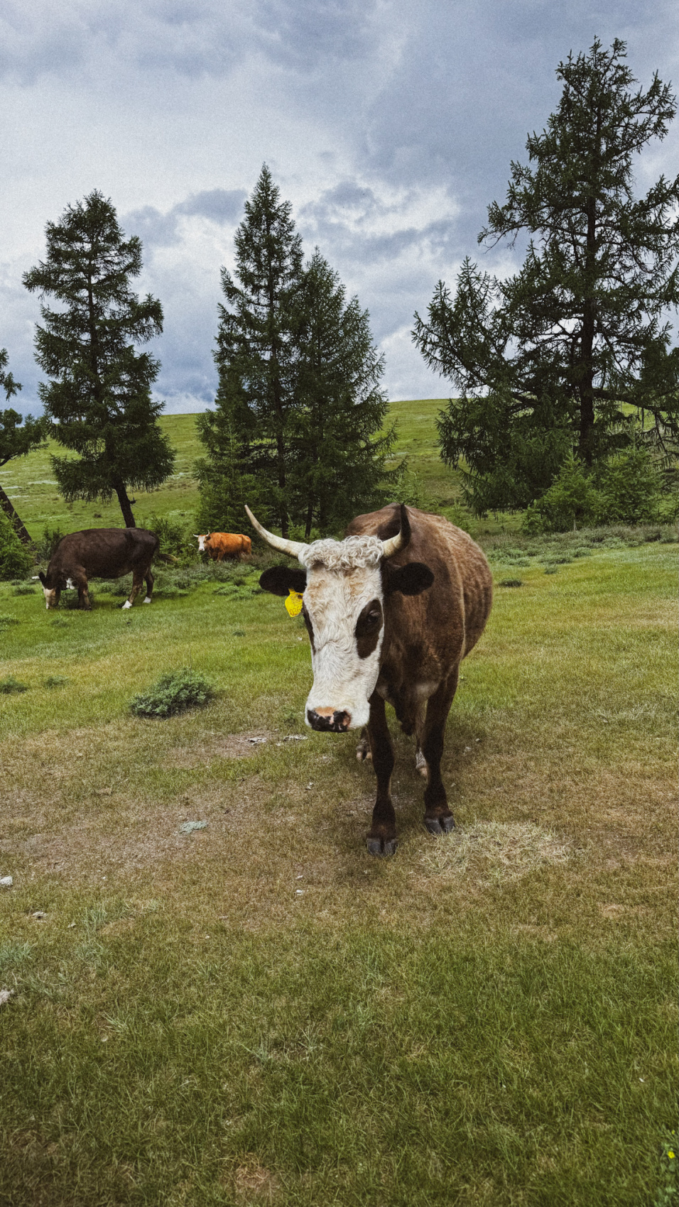 Алтай. Хапнуть Горы!  (38/83)