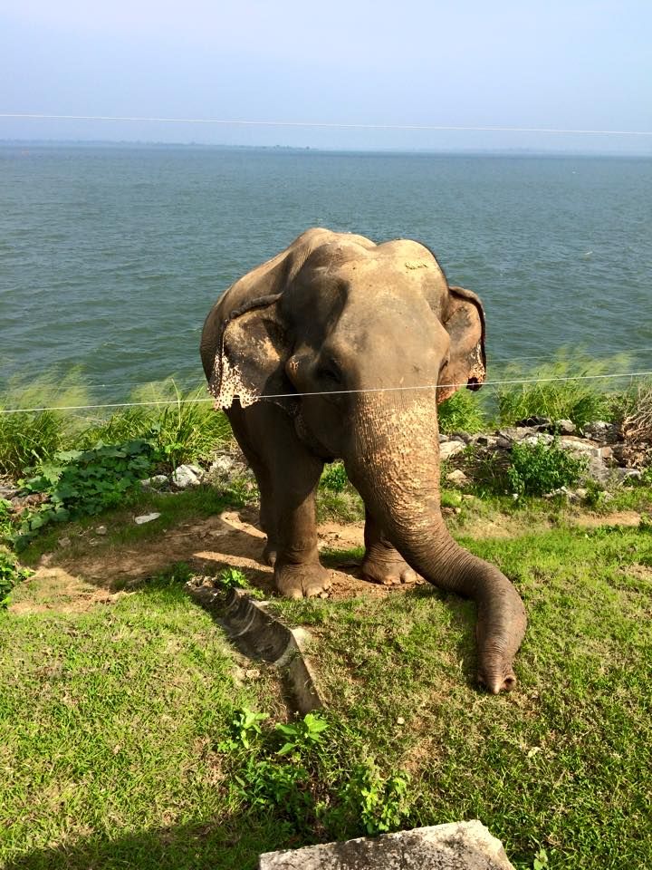 Шри-Ланка. Впервые и сразу вглубь страны. (3/44)