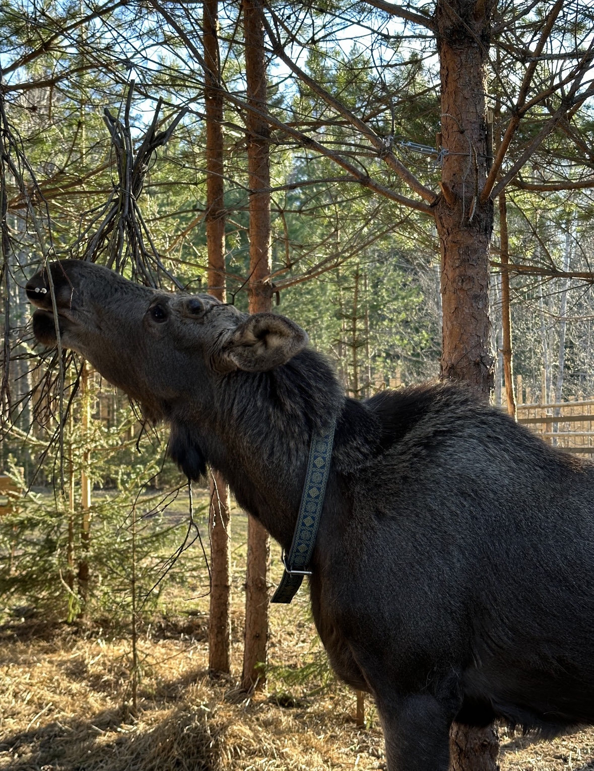 Уикенд в Карелии (14/35)