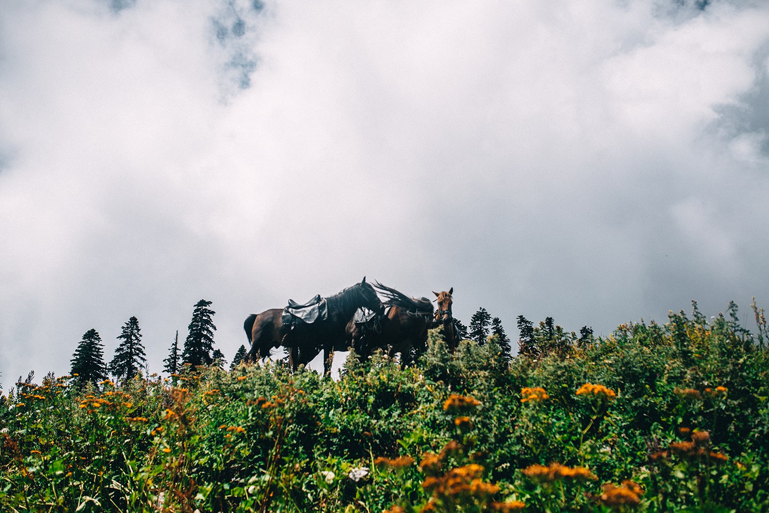 Джунгли, перевалы и горные вершины Арабики. Поход по нетуристической части Абхазии (2/45)