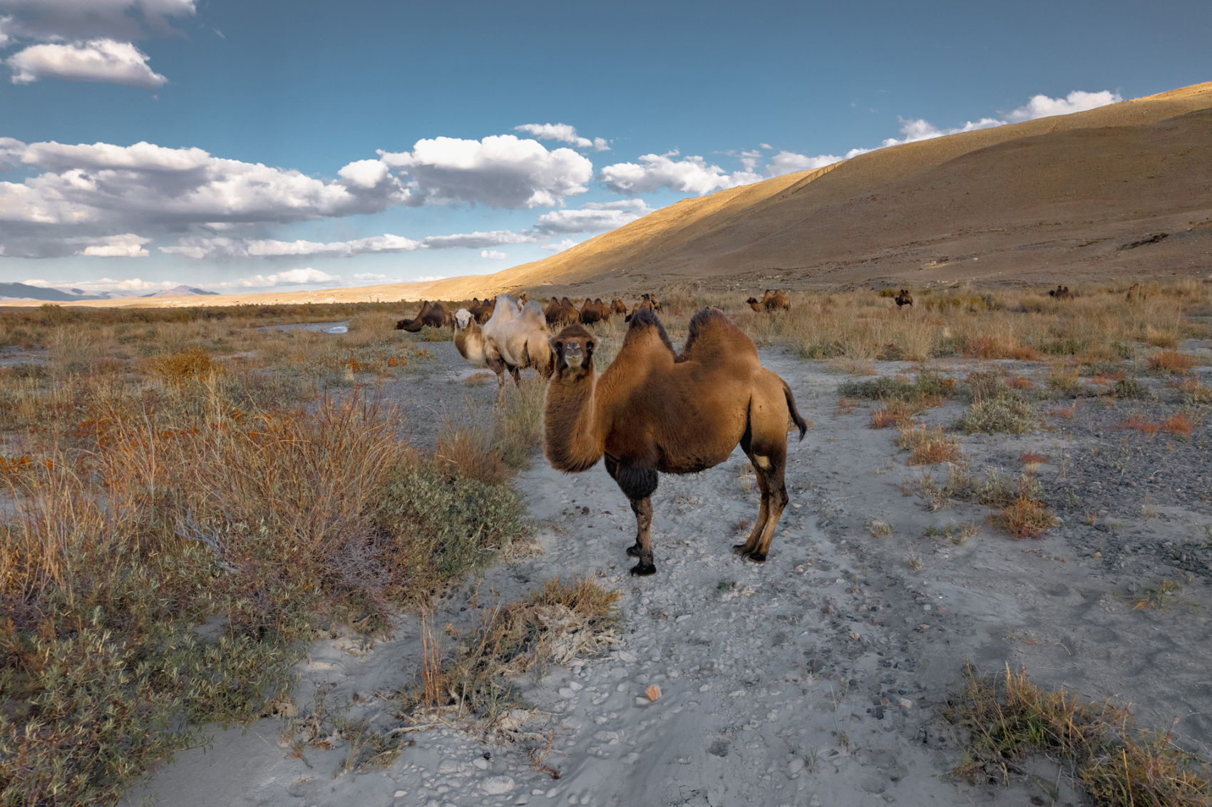 Прогулки по долинам Южно-Чуйского хребта (20/55)