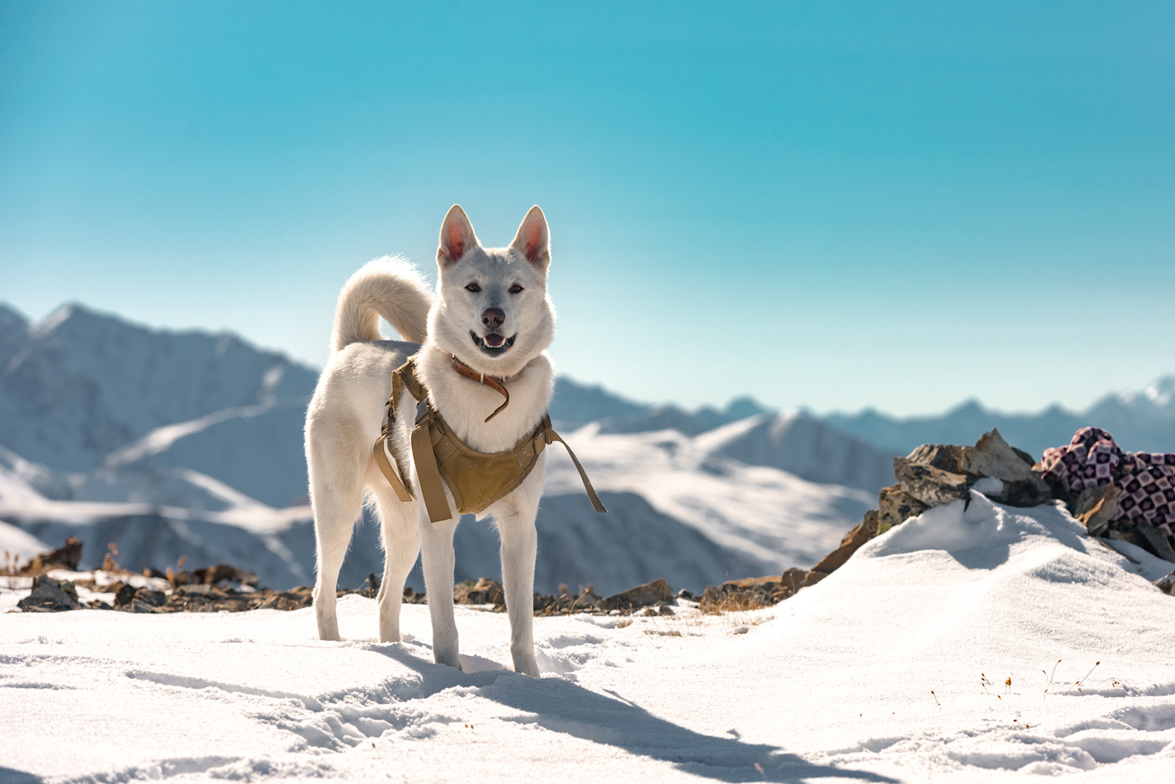 Прогулки по долинам Южно-Чуйского хребта (6/55)