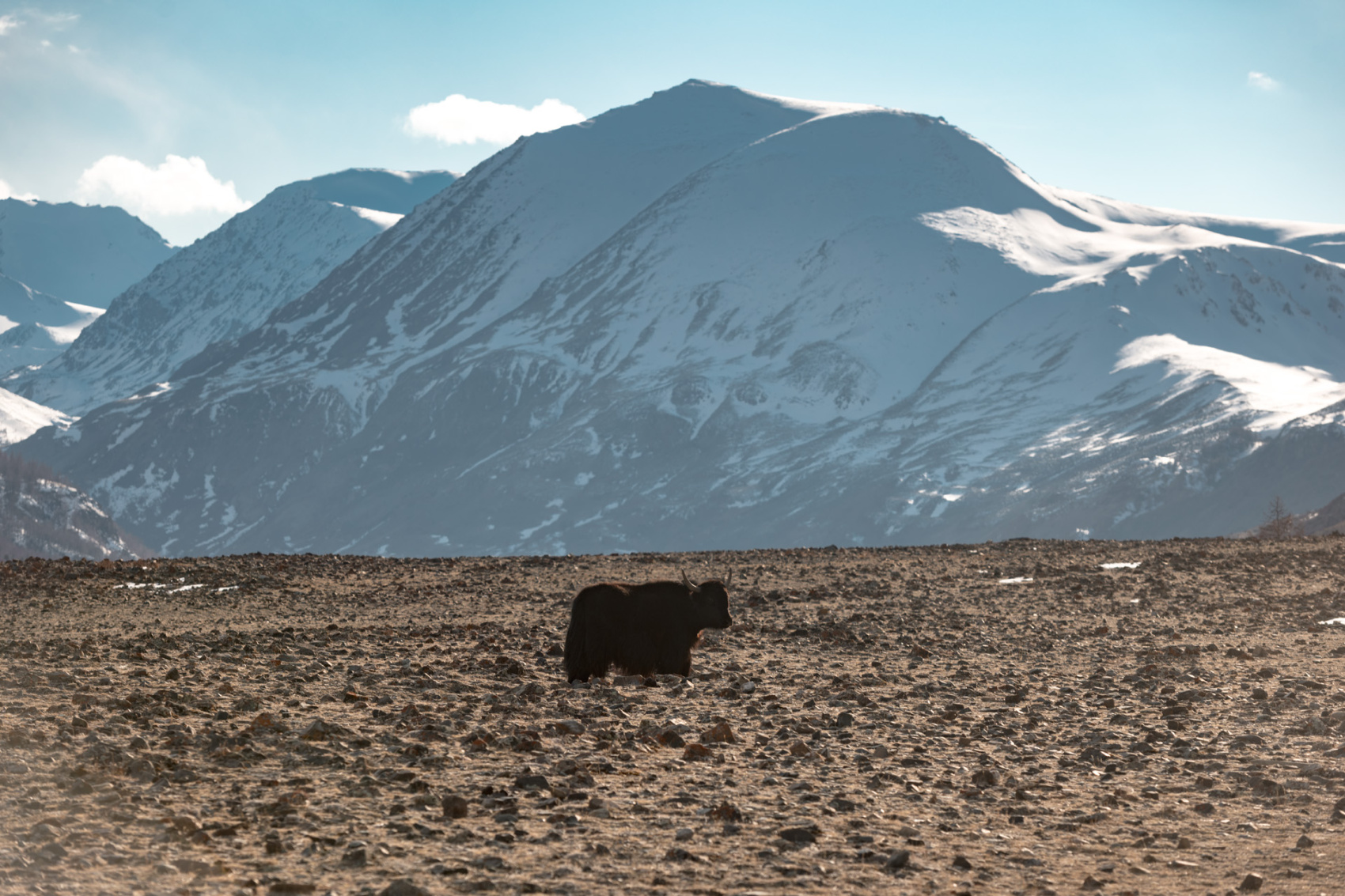 Прогулки по долинам Южно-Чуйского хребта (27/55)