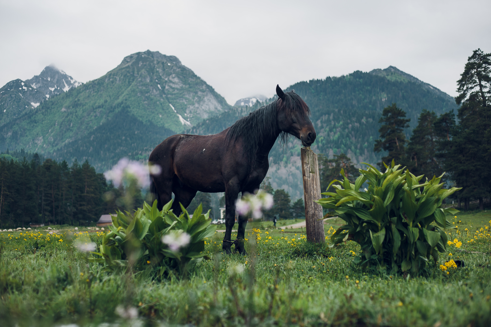 7-дневный конный тур По Кавказским горам в Архызе (6/42)