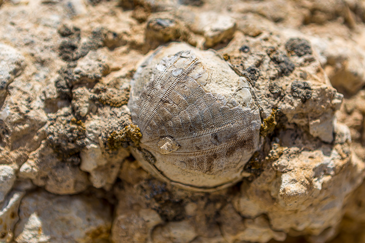 Великолепный Мангистау. Путешествие на другую планету (20/135)