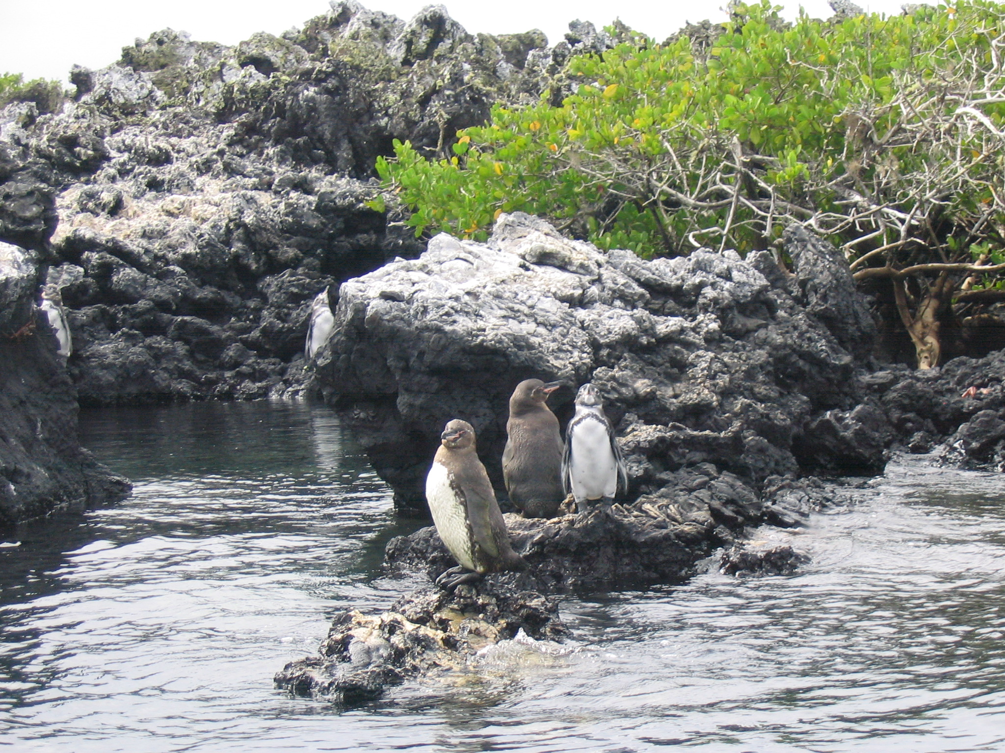 Анды, Амазония и Галапагосские острова (18/18)